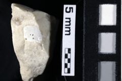 Foto (Detailansicht) von Oxythyreus sp. (NHMW-GEO-1990-0041-0189)